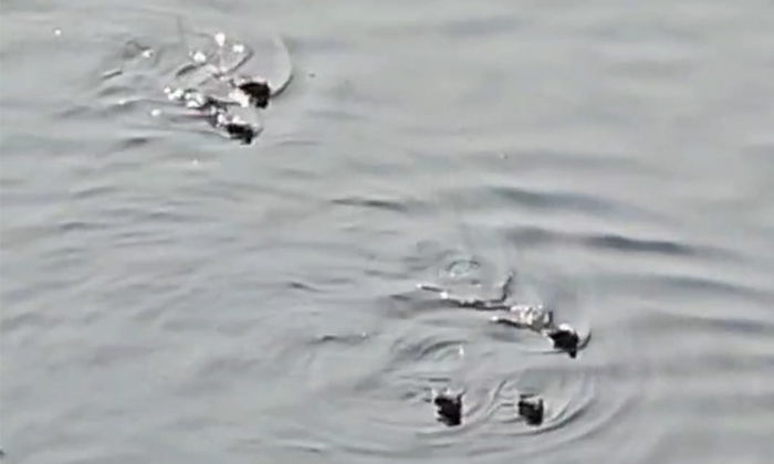  The Movement Of Water Dogs In Sagar, Water Dogs ,sagar, Nalgonda District, Naga-TeluguStop.com