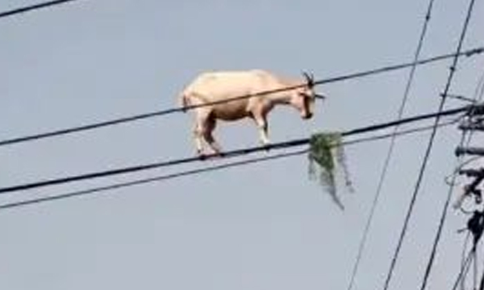This Is So Ridiculous.. Goat Grazing On A Wire.. The Video Will Make Your Eyes W This Is So Ridiculous.. Goat Grazing On A Wire.. The Video Will Make Your Eyes W-TeluguStop.com