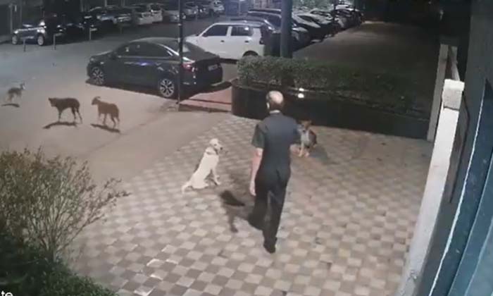 Viral Video: Another Dog Attacks Watchman Out Of Jealousy After He Kisses That D Viral Video: Another Dog Attacks Watchman Out Of Jealousy After He Kisses That D-TeluguStop.com