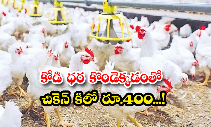 కోడి ధర కొండెక్కడంతో చికెన్‌ కిలో రూ.400...!